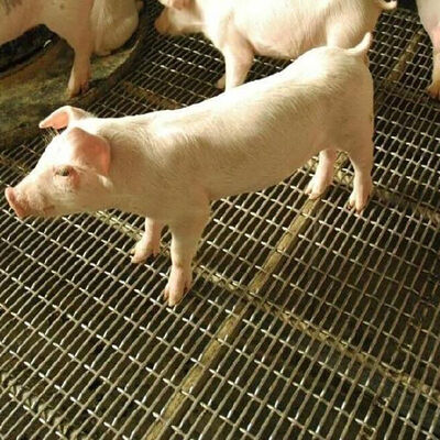 배열된 회색빛 철사 정연한 구멍 스크린 물결 모양 까만 철 탄소 장 돼지 벽을 위한 주름진 철망사를 길쌈하는 스테인리스 길쌈